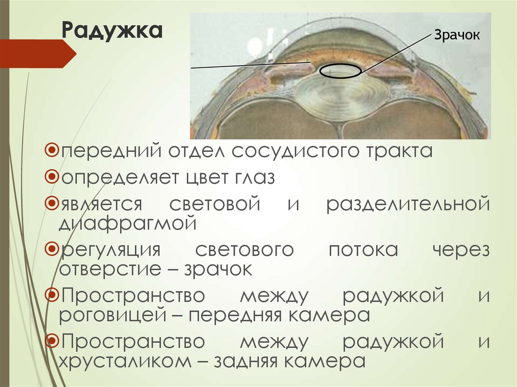 Зрительная сенсорная система