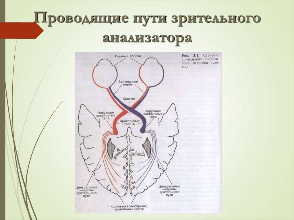 Блок схема зрительной сенсорной системы