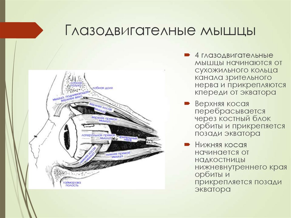 Общий план строения зрительной сенсорной системы