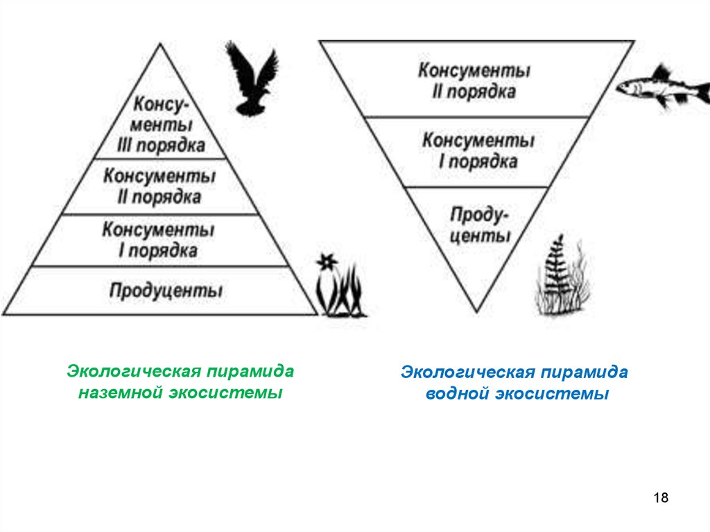 Чем отличаются консументы 1. Экологическая пирамида наземной экосистемы. Экологическая пирамида биогеоценоза. Пирамида биомассы наземной экосистемы. Экологическая пирамида морской экосистемы.