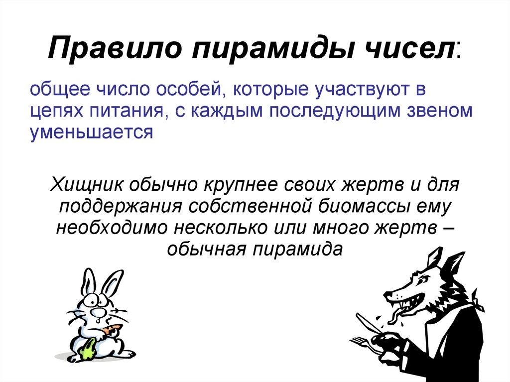 Число особей. Общее число особей, участвующих в цепях питания, с каждым звеном. Согласно правилу пирамиды чисел. Согласно правилу пирамиды чисел общее число особей участвующих. С каждым звеном пищевой Цепочки общее число особей.