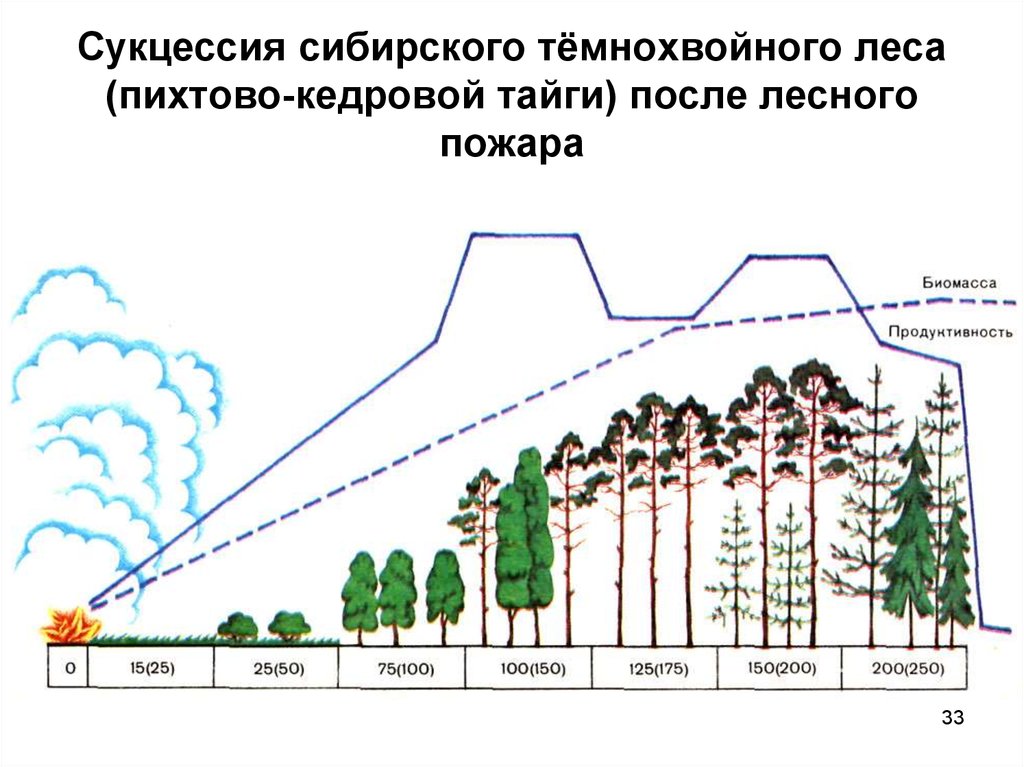 Схема первичной сукцессии