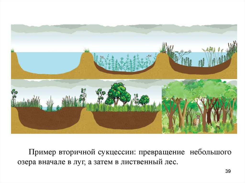 Примеры быстрой смены экосистем. Заболачивание озера сукцессия. Экологической сукцессии в экосистеме. Вторичная сукцессия болото. Сукцессия ЕГЭ.