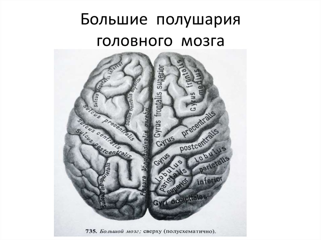 Малые полушария. Строение полушарий головного мозга. Большие полушария. Полушария большого мозга. Полушарии головного мозга с названиями.