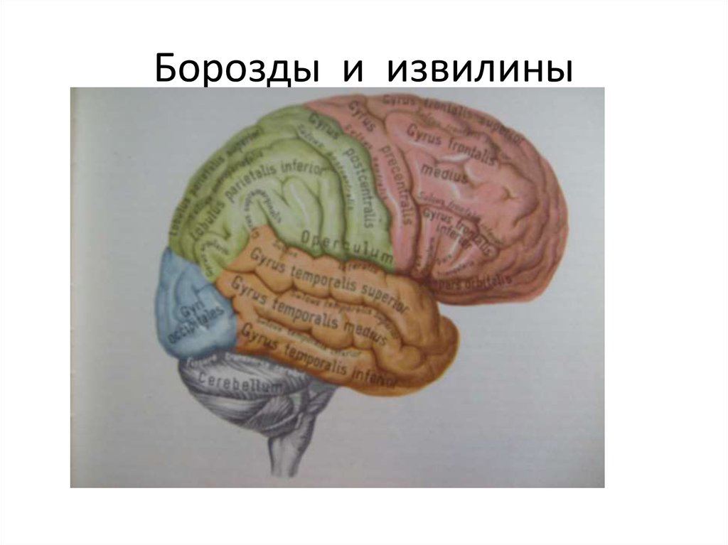 Извилины. Извилины мозга. Борозды и извилины. Извилины головного мозга без подписей.