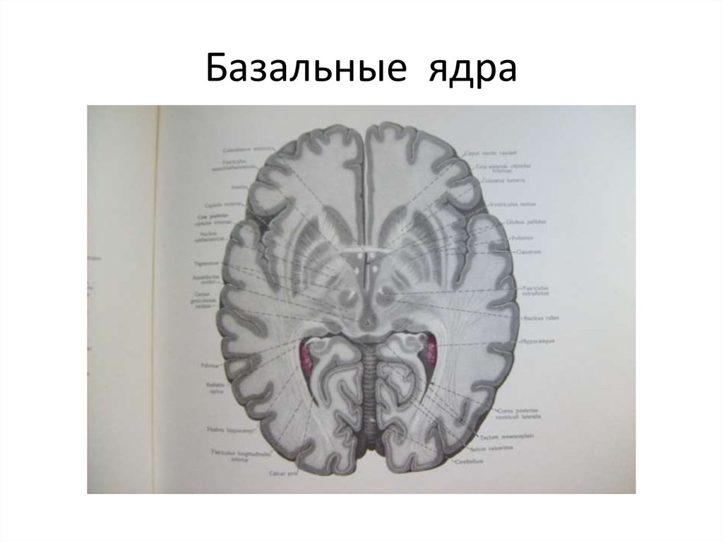 Подкорковые ядра полушарий. Базальные ядра полушарий мозга. Базальные ядра полушарий большого мозга. Базальные ядра мозга строение. Схема базальных ядер головного мозга.