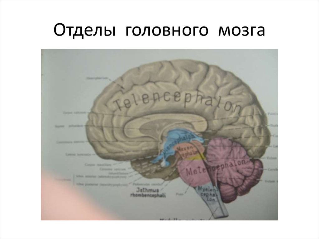 Самый маленький отдел головного мозга. Самый древний отдел головного мозга.