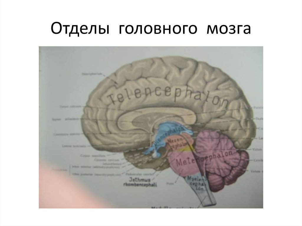 Самый большой отдел головного мозга. Самый древний отдел головного мозга. Внутричерепной отдел 5.