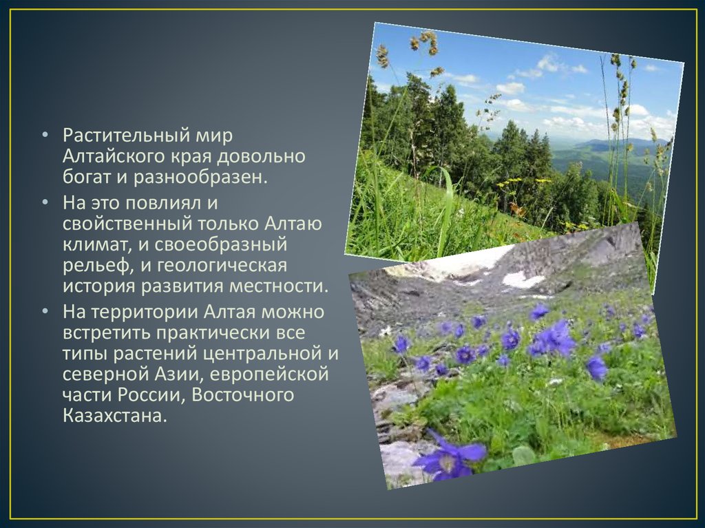 Республика алтай климат. Растительный мир Алтая. Растительный и животный мир Алтайского края. Растения Алтайского края.