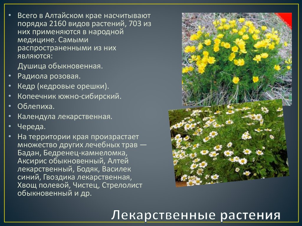 Лекарственные Растения Алтайского Края Фото И Описание
