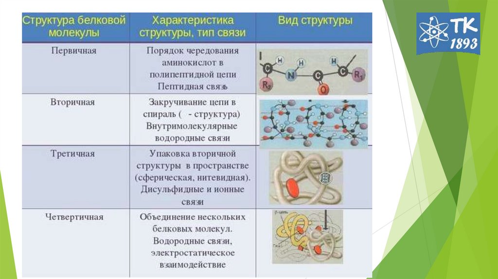 Структура белковых молекул и основные связи в них между аминокислотами примеры в виде схем формул