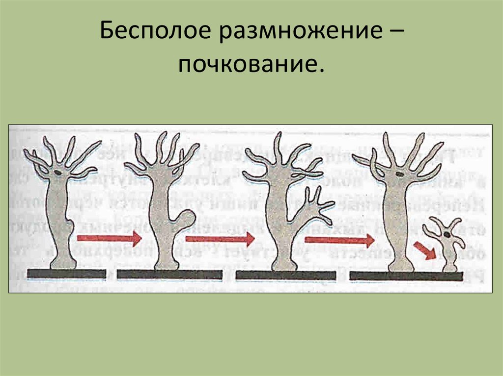 Почкование это. Бесполое размножение гидроидных. Почкование бесполое размножение. Бесполое размножение почкование рисунок. Бесполое размножение почкование схема.