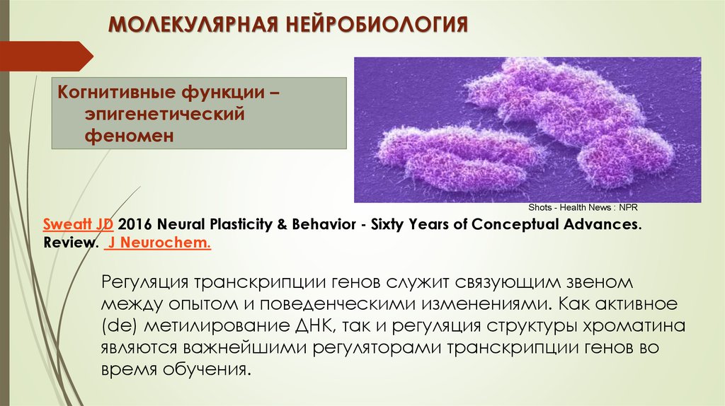 Ли активность. Продолжительность жизни клетки нервная. Регуляция структуры хроматина.