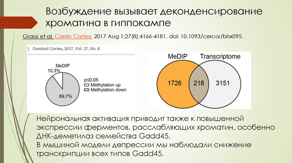 Ли активность