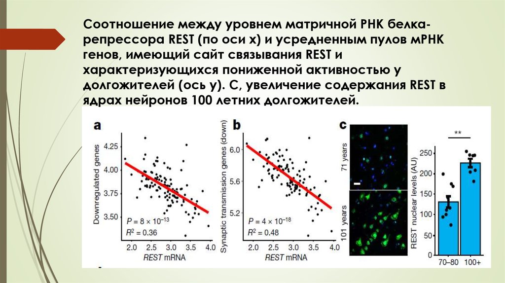 Ли активность. Продолжительность жизни клетки нервная. Продолжительность жизни нейронов.