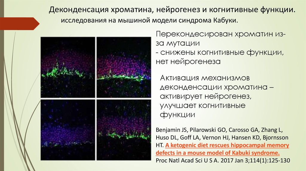 Ли активность. Продолжительность жизни клетки нервная. Продолжительность жизни нейронов. Донормил угнетает активность нейронов «голубого пятна».