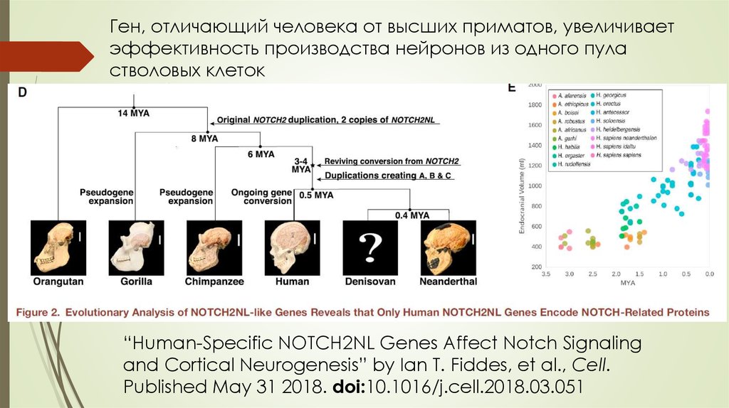 Human specific. Обезьяна нейронная активность.