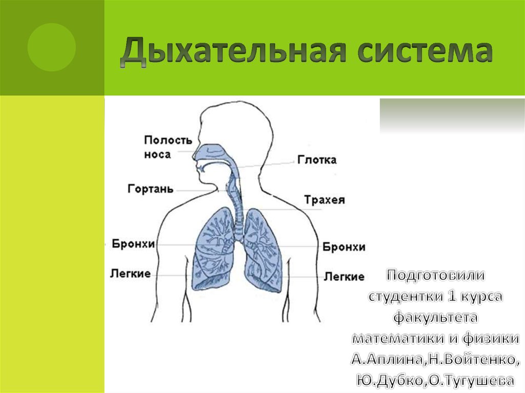 Дыхательная система презентация 4 класс