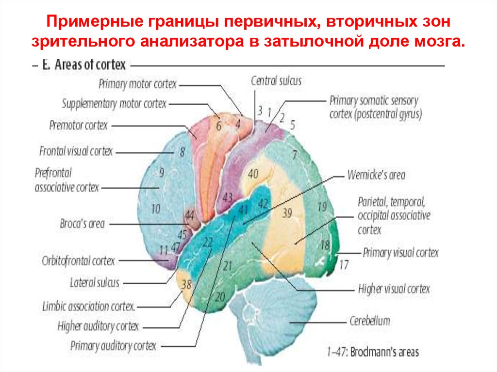 Зрительный анализатор в затылочной доле. Зрительная зона мозга. Зона коры зрительного анализатора. Зрительные поля головного мозга.
