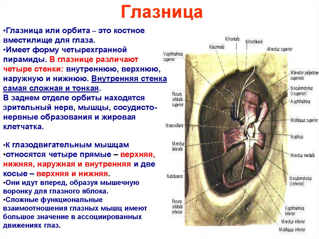 Части глазницы. Костные стенки глазницы анатомия. Стенки глазницы анатомия медиальная стенка. Строение глазницы кратко. Орбита стенки анатомия.