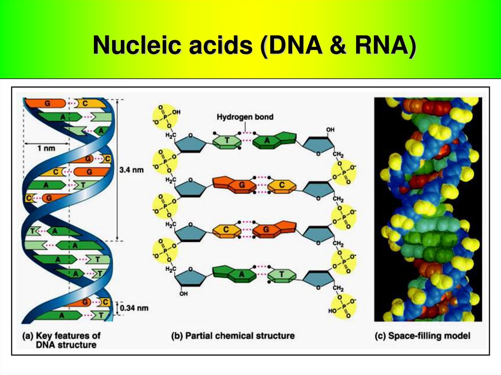 Nucleic acids (DNA & RNA) - презентация онлайн