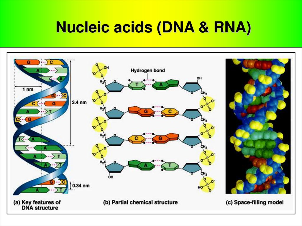 Are Dna And Rna The Only Nucleic Acids