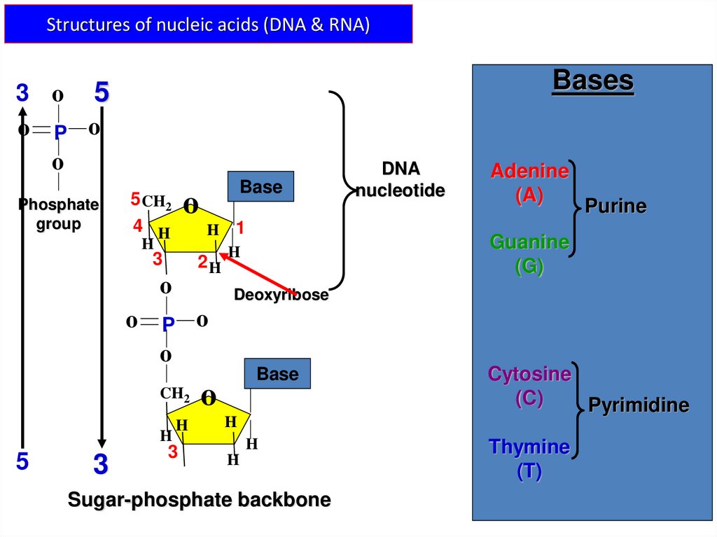 Structures of nucleic acids (DNA & RNA)