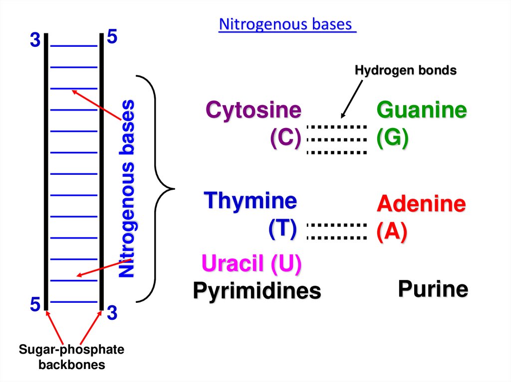 nucleic-acids-dna-rna