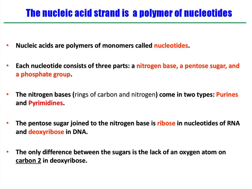The nucleic acid strand is a polymer of nucleotides
