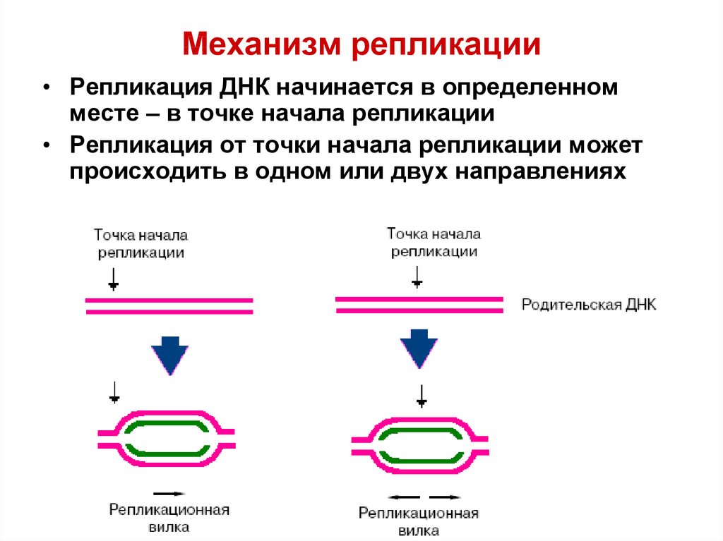 3 этапа репликации. Механизм репликации ДНК. Синтез ДНК репликация биохимия. Механизм репликации кратко. Схема репликации ДНК биохимия.