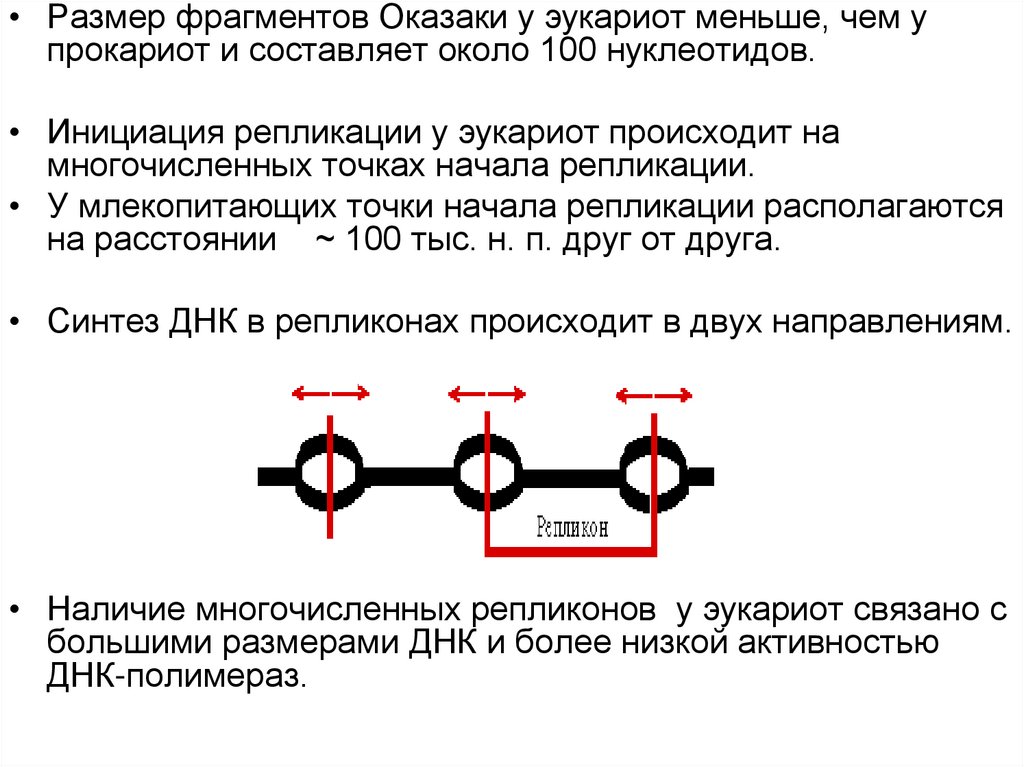 Репликация у эукариот происходит