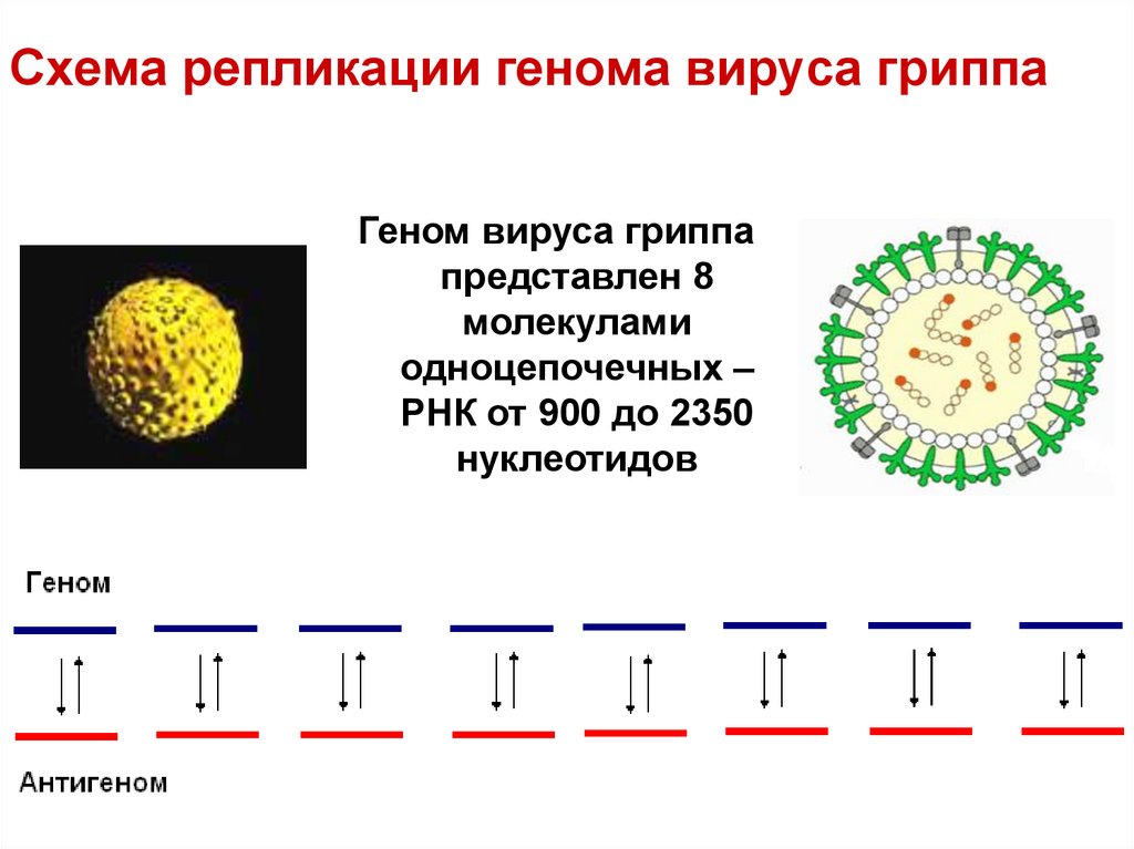 Рнк вирус гриппа а. Схема репликации вируса гриппа. Сегменты вируса гриппа микробиология. Геном вируса гриппа. Геном вируса гриппа а представлен.