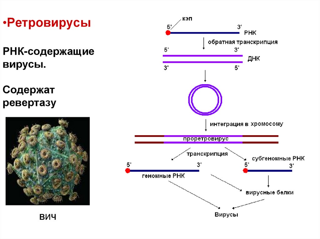 Геномные рнк. Репликация РНК вирусов схема. РНК содержащие вирусы строение генома. Жизненный цикл РНК содержащих вирусов. ДНК вирусы схема.