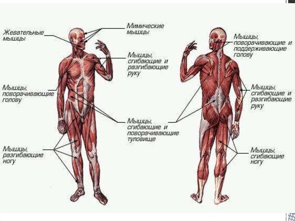 Мышечная система схема