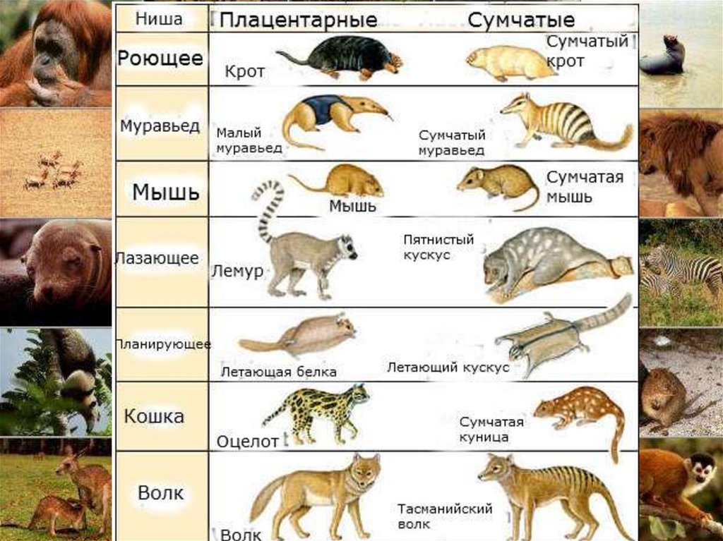 Представители класса звери. Плацентарные животные примеры. Плацентарные млекопитающие примеры. Плацентарные звери представители. Планетарные млекопитающее.