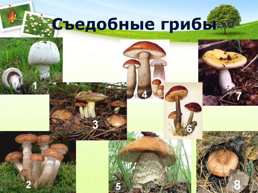 Опасные съедобные грибы. Съедобные грибы. Грибы сдобые и не съедобные. Название съедобных грибов. Съедобные грибы картинки.