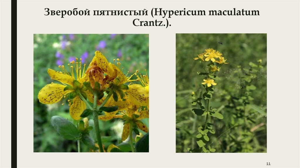 Зверобой пятнистый (Hypericum maculatum Crantz.).