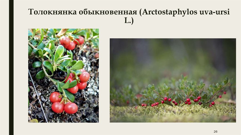 Толокнянка обыкновенная (Arctostaphylos uva-ursi L.)