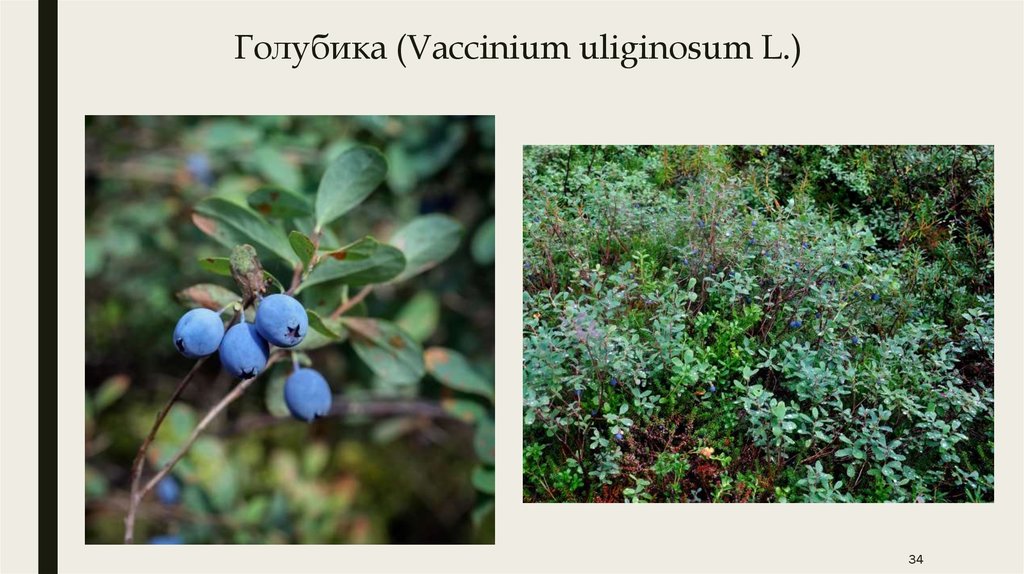 Голубика (Vaccinium uliginosum L.)