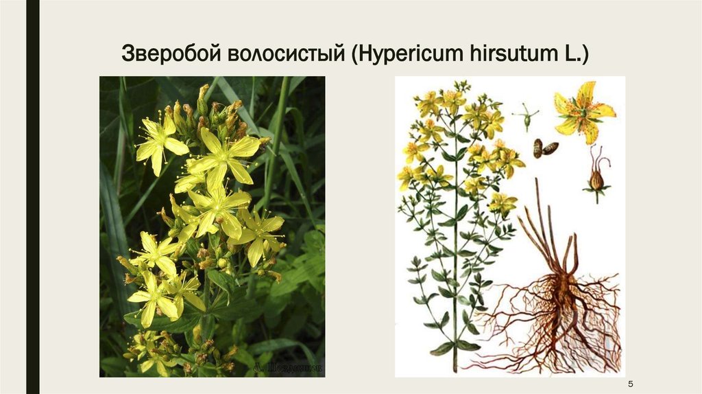 Зверобой волосистый (Hypericum hirsutum L.)