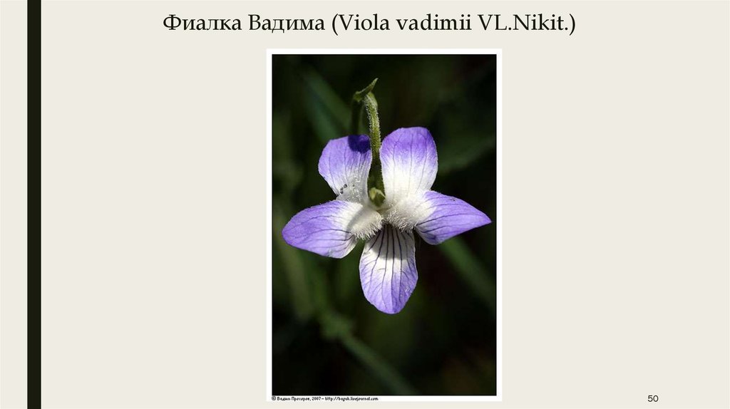 Фиалка Вадима (Viola vadimii VL.Nikit.)