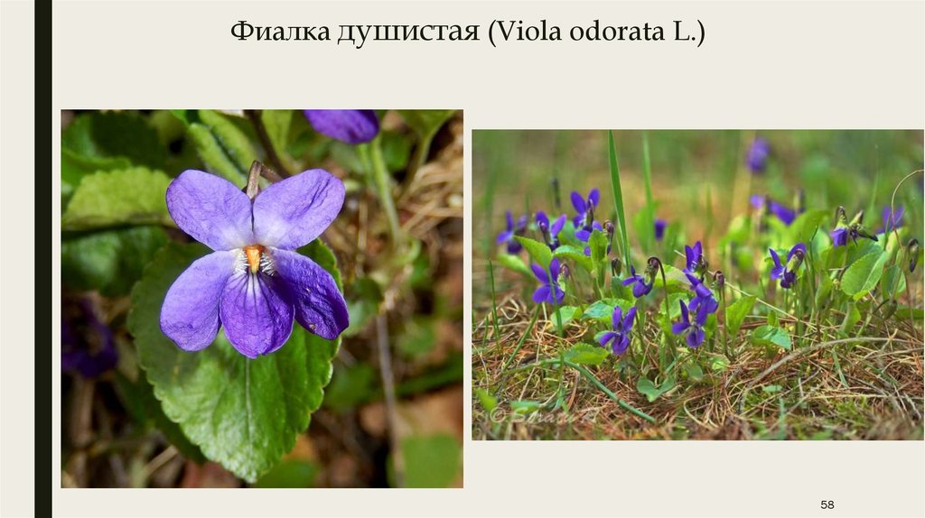 Фиалка душистая (Viola odorata L.)