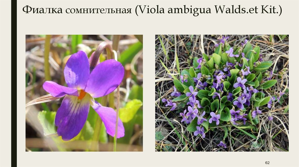 Фиалка сомнительная (Viola ambigua Walds.et Kit.)