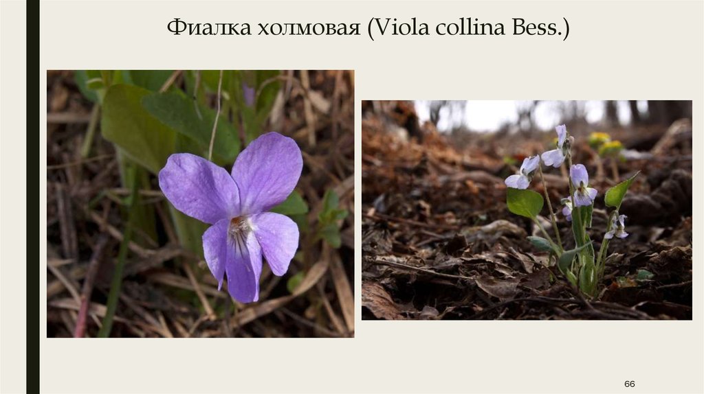 Фиалка холмовая (Viola collina Bess.)
