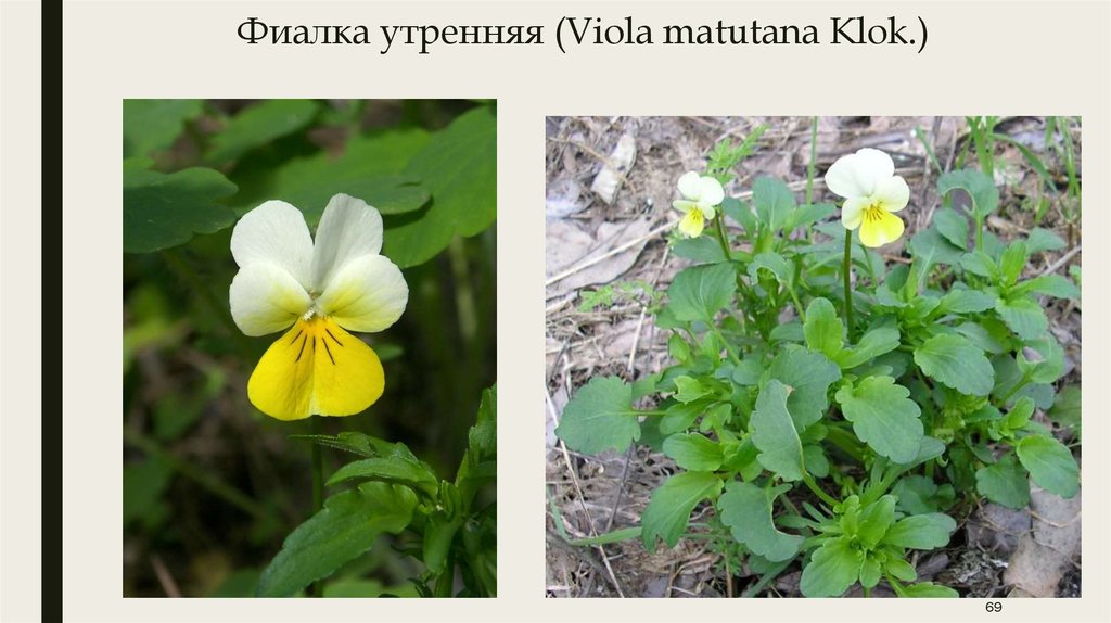 Фиалка утренняя (Viola matutana Klok.)