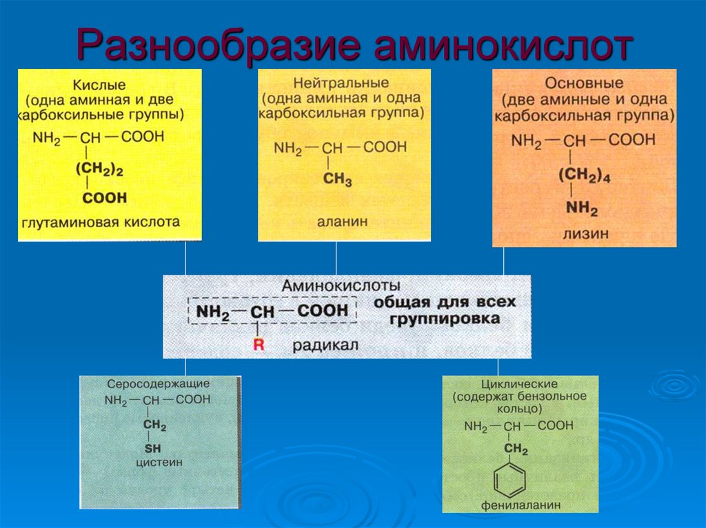Главные аминокислоты. Разновидности аминокислот. Разнообразие аминокислот таблица. Нейтральные аминокислоты. Разнообразие аминокислот.