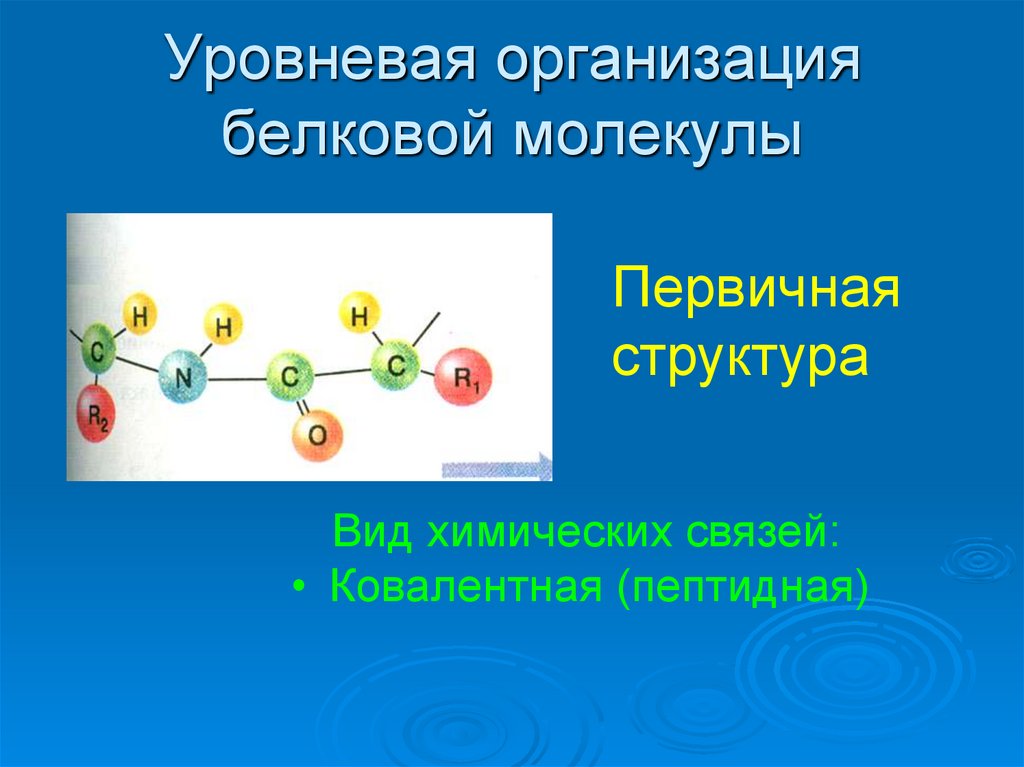 Молекулы белков размер