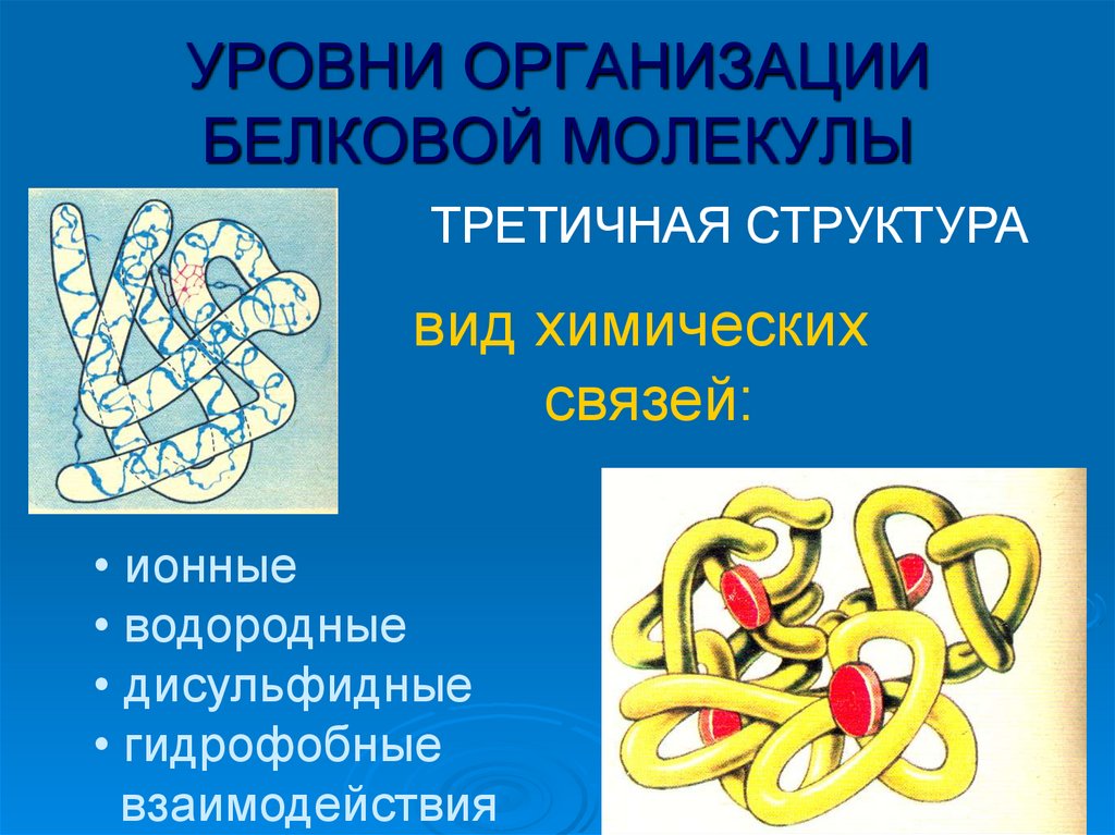 В организации белковых. Строение белка уровни организации белковой молекулы. Уровень организации третичной структуры белка. Уровни структурной организации молекул белков. Строение и функции белков уровни организации белковой молекулы.