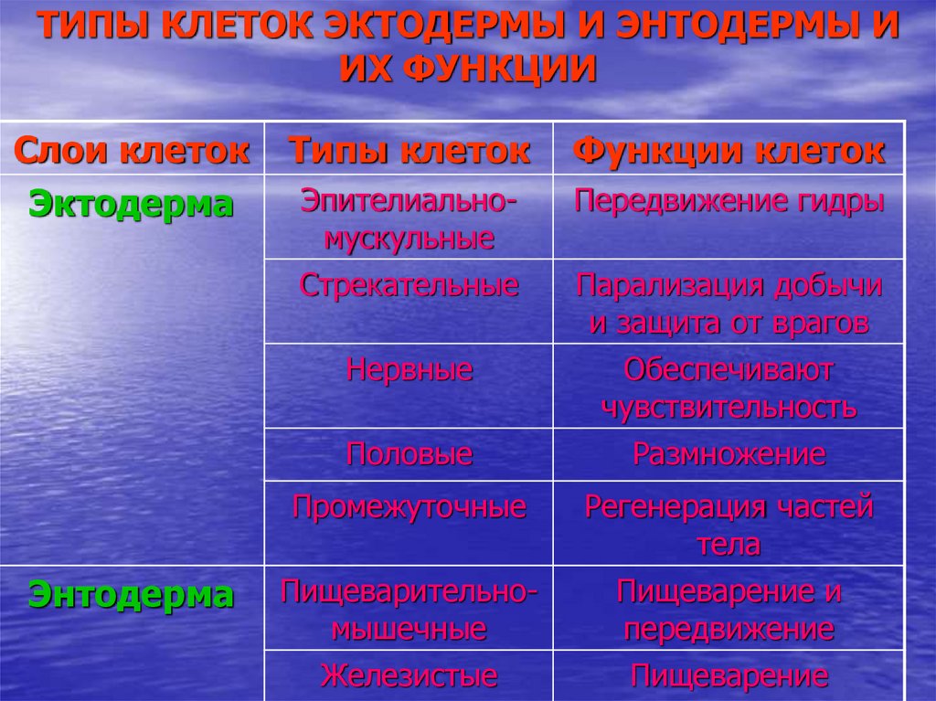 Как называются слои клеток. Функции клеток эктодермы. Энтодерма Тип клеток. Строение эктодермы. Типы клеток эктодермы и энтодермы.