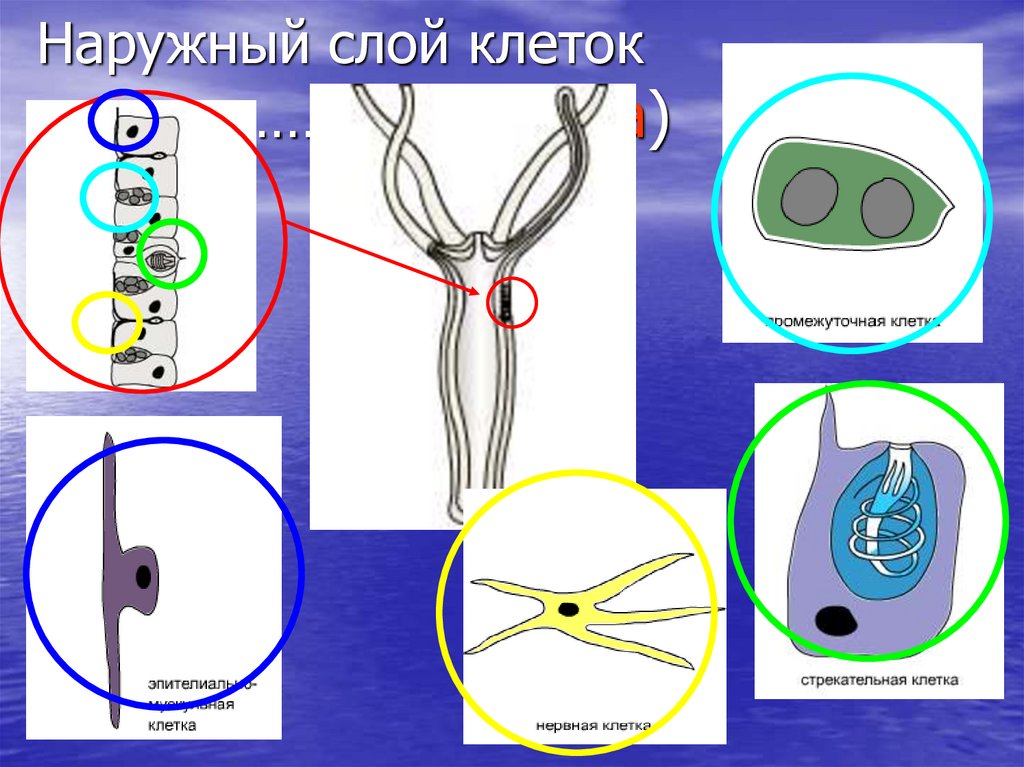 Наружный слой клеток